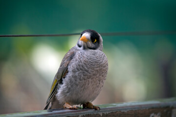 the noisy minor is perched on a fence