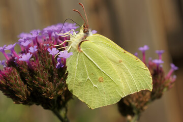 Closeup of the common brimstone buterfly, Gonepteryx rhamni, on a purple flower