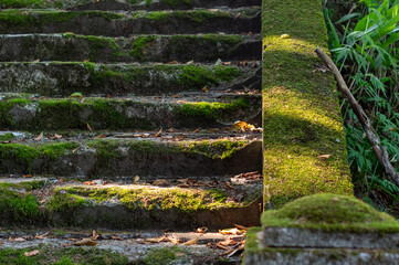 苔の階段