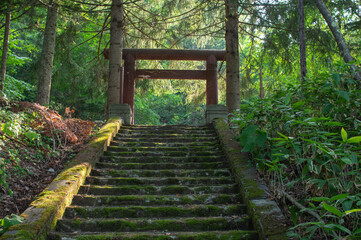 苔の階段