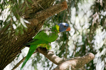 the rainbow lorikeet is a colorful bird perched in a tree