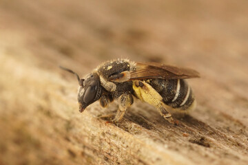 Closeup of a not so common solitary bee, Pseudapis diversipes with it 's typical shield shaped wing epaulette