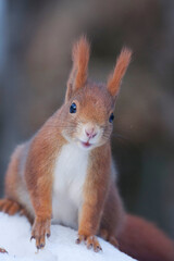 Squirrel (Sciurus vulgaris)	