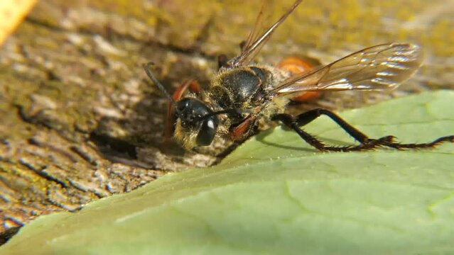 Solitary wasp or eumene.
One of the most diverse groups of wasps of the Vespidae family. Can be found near wet ground.
