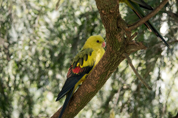 this is a female regent parrot