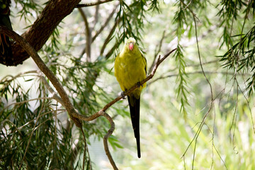 the female regent parrot is light green
