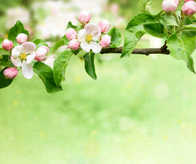 Branch of apple tree on light green background with copy space. Springtime concept.