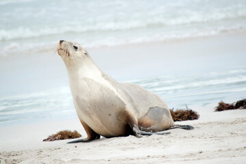 the sea lion is grey on the top and white on its bottom