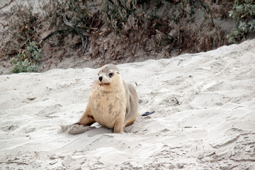 the sea lion pup is looking for his mother