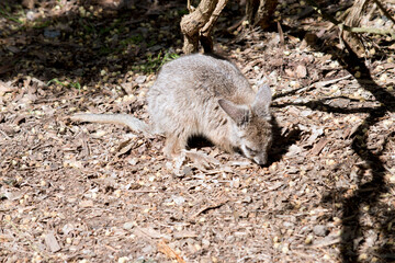 the joey wallaby is exploring his surroundings