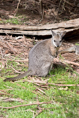 the tammar wallaby is mostly grey with tan paws and a white chest