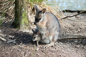 Naklejka premium The tammar wallaby has a joey in her pouch with its head sticking out