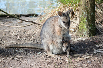 Naklejka premium The tammar wallaby has a joey in her pouch with its head sticking out