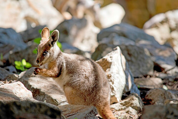 this is a side view of a young yellow footed rock wallaby
