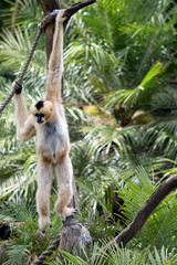 the female white faced gibbon is hanging onto a tree with her arms