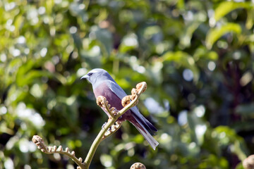 the white browed woodswallow has a pink chest and grey body