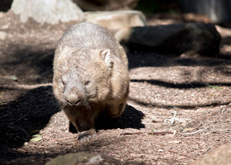 the common wombat walks like a dog on 4 legs