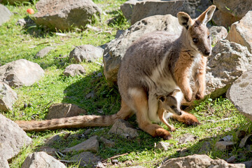 the yellow footed rock wallaby is climbing up the rocky ridge - obrazy, fototapety, plakaty
