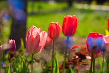 Pink tulips garden close-up in the bright rays of the sun. Delicate spring flowers bloomed in the garden. Natural colorful background of the park. A postcard of delicate flowers. Mother's Day Concept