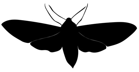 moth silhouette