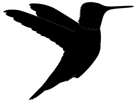 flying hummingbird silhouette