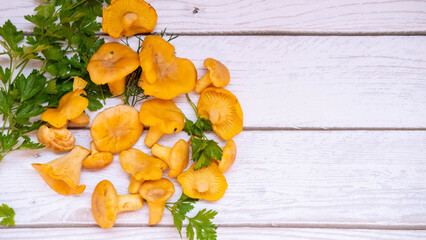Chanterelle mushrooms on a white wooden background. with sprigs of fern and parsley. A postcard for...