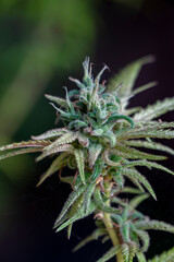 Flower bud of cannabis Satival in the greenhouse, marijuana flower bud background, herbal medicine