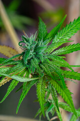 Flower bud of cannabis Satival in the greenhouse, marijuana flower bud background, herbal medicine