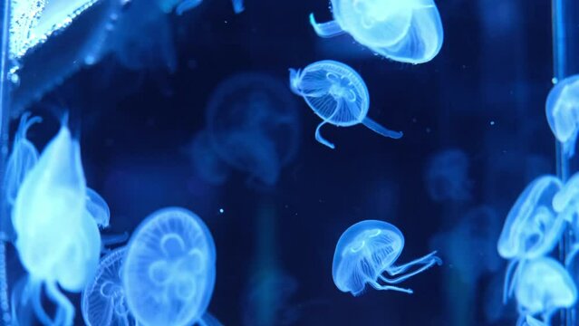 sea moon jellyfish floating in a translucent blue light color on a dark background. Aurelia Aurita swims under water, removes the moving pattern of a glowing jellyfish.4K space video