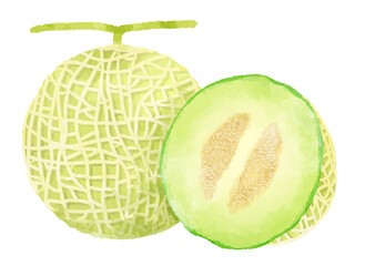 メロンのイラスト　手描き　水彩風