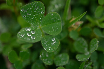 Green clover leaves, macro dew drops. St. Patrick's Day. Blurred background with shamrock leaves. The concept of summer, morning freshness. Soft focus sun, summer natural background of green grass