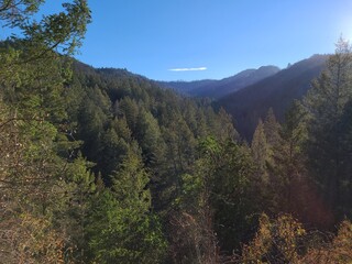 A redwood filled canyon in Bothe-Napa Valley State Park, California