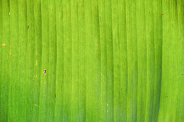 green leaf background