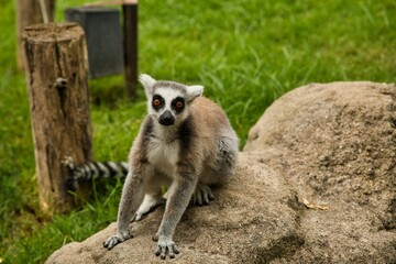 Full body shot of a lemur sitting on a rock with a green meadow in the background.