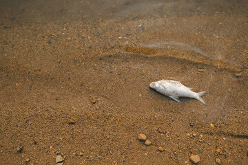 dead fish on the beach