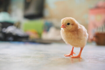 baby chicken 