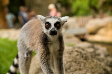 Naklejka na ściany i meble Full body close-up of a lemur taken from front, diffuse background.