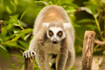 Full body close up of a lemur taken from front, green leaves in background.