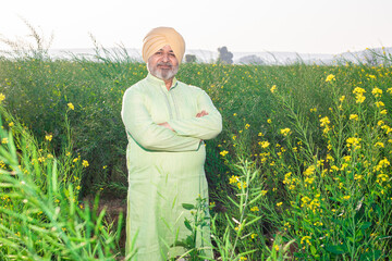 Portrait of smiling senior Punjabi sikh man wearing pagdi and traditional kurta outfit standing cross arms at agriculture field. - obrazy, fototapety, plakaty