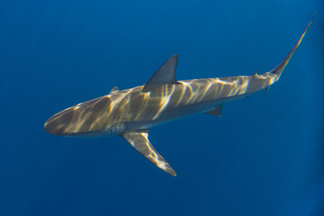 Galapagos Shark in the Sunlight