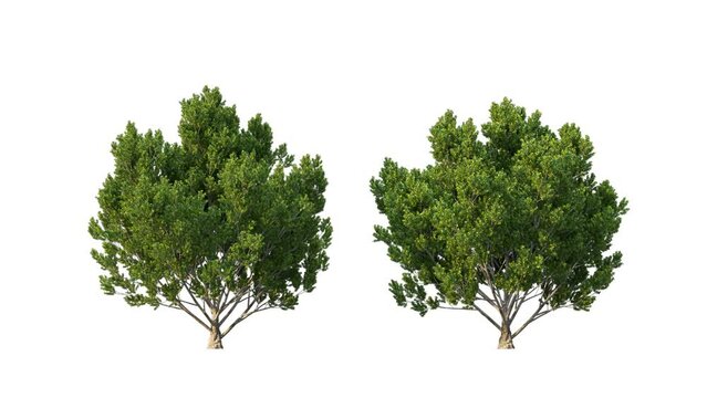 Growing trees isolated with alpha.3D animation growth grow from small to large, BetulaUtilis trees animate in the wind include alpha channel tree. Tree isolated Separated with alpha channels