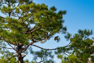 Birds Chasing in the Trees