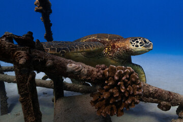 One With the Sea Turtles