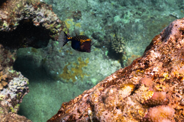 Fototapeta na wymiar Hawaiian Spotted Boxfish Amongst the Coral