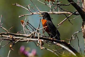 Robin Singing in the Autumn