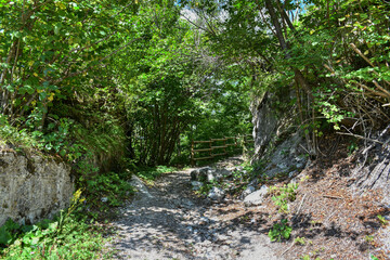 Weg, Wanderweg, Wald, steil, wandern, Baum, B&auml;ume, &Auml;ste, Tunnel, Fr&uuml;hling, Jahreszeit, Schotter, unbefestigt, nat&uuml;rlich, Anstieg, Sport, Freizeit, ert&uuml;chtigen, gehen, spazieren, wachsen, bl&uuml;hen, gedei