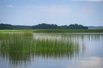 A view on a peaceful lake water with green reeds and visible forest on the background with blue sky reflection in water on sunny summer day