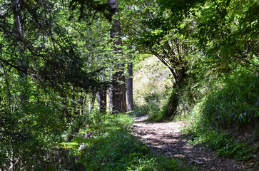 Weg, Wanderweg, Wald, steil, wandern, Baum, Bäume, Äste, Tunnel, Frühling, Jahreszeit, Schotter, unbefestigt, natürlich, Anstieg, Sport, Freizeit, ertüchtigen, gehen, spazieren, wachsen, blühen, gedei