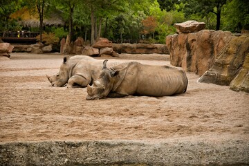 Full body shot of two rhinos taken from the side lying on a sandy ground, rocks and trees in the background.