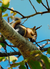 Obraz premium squirrel on tree